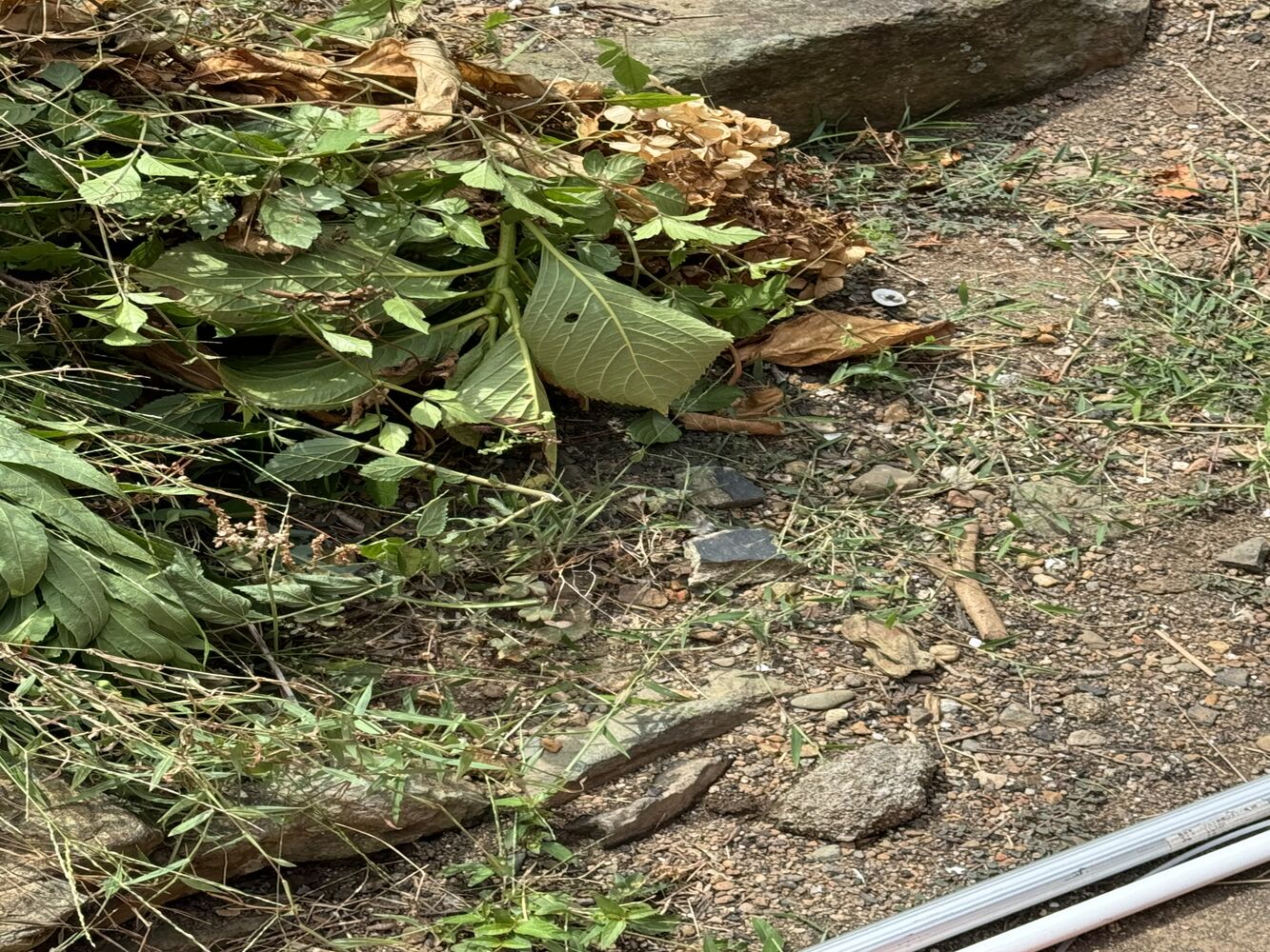 画像17408