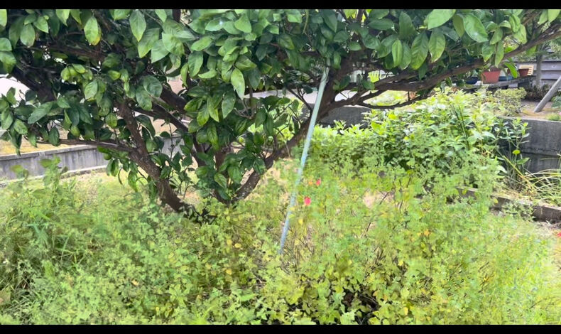 動画サムネイル