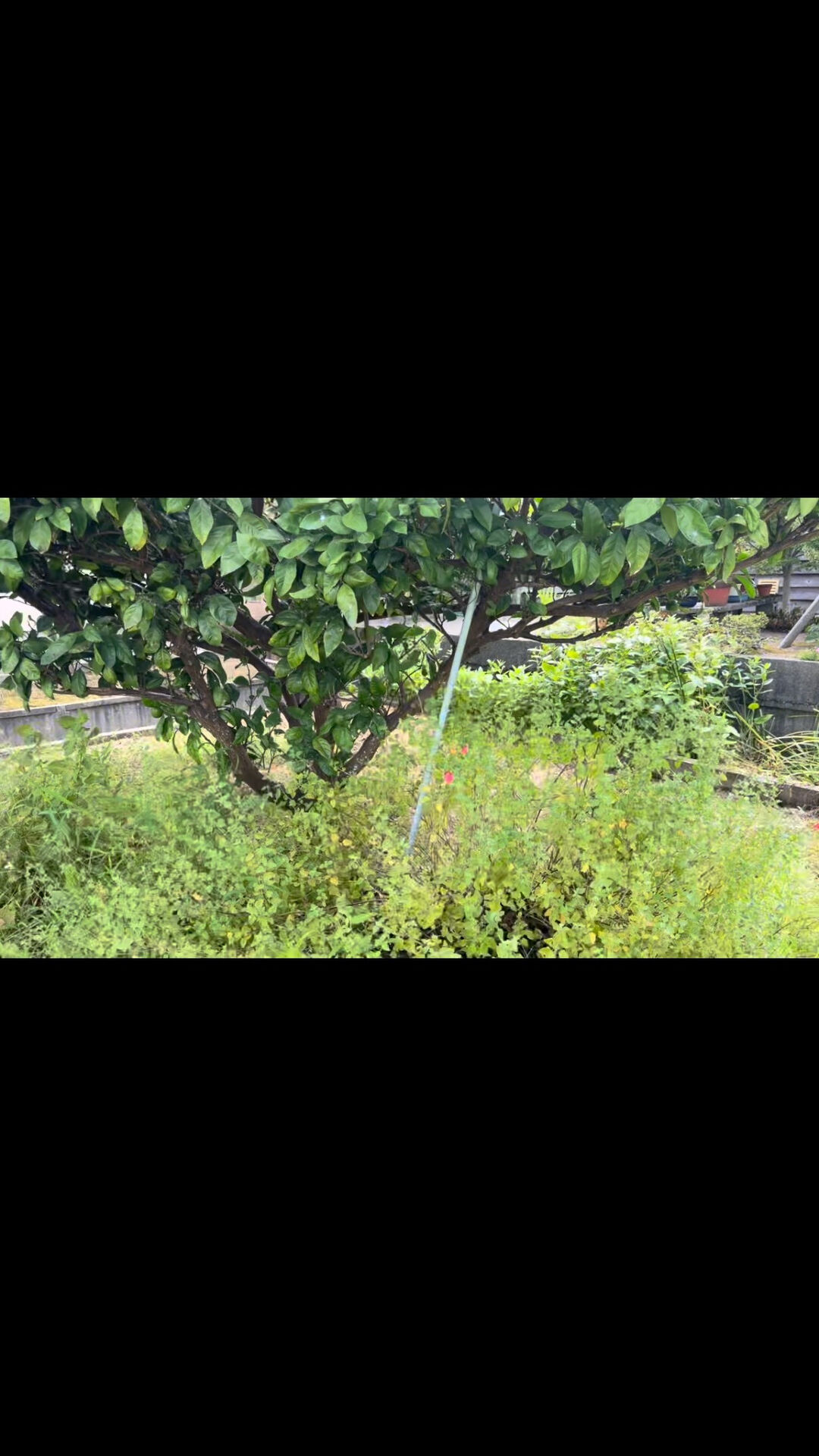 土曜日の朝