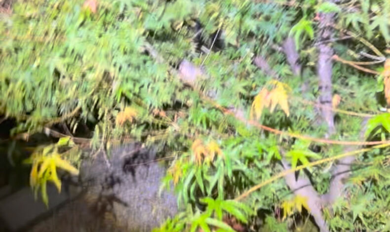 動画サムネイル